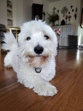 Load image into Gallery viewer, Pet Power Pendant   🐶💓🐱