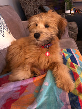 Load image into Gallery viewer, Pet Power Pendant   🐶💓🐱