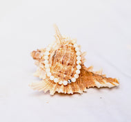 Mineral Stretch — Seashell